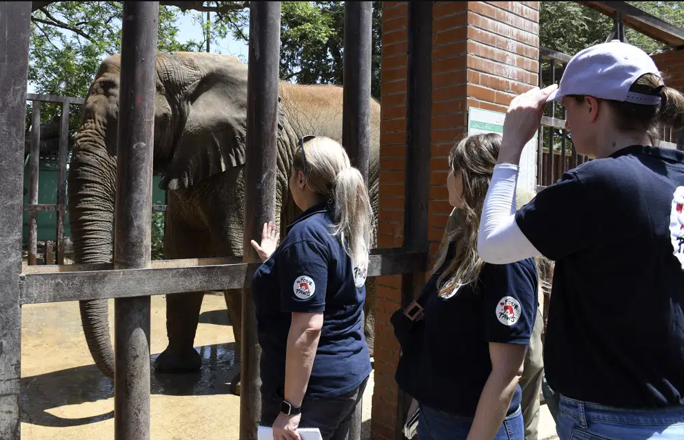 Foreign veterinarians visit sickly elephant